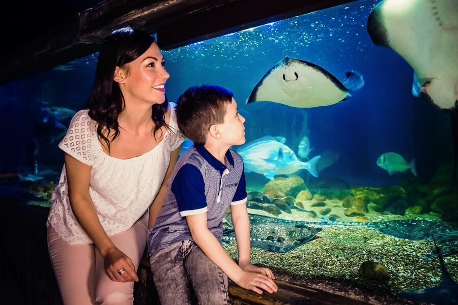 London: SEA LIFE Entry Ticket - How long should you spend inside?