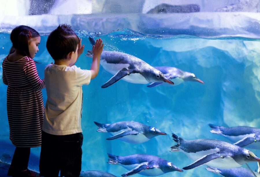London: SEA LIFE & London Eye Combo Ticket - Allow enough time for the aquarium