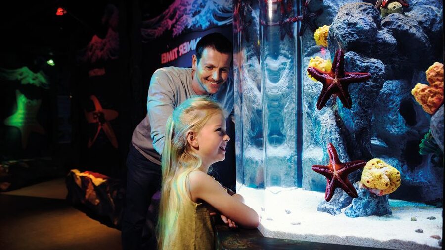 London: SEA LIFE & London Eye Combo Ticket - What the 30-minute London Eye ride feels like