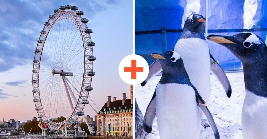 London: SEA LIFE & London Eye Combo Ticket - Crowds, queues, and getting a clear view
