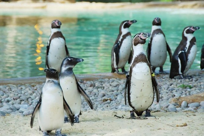 London Zoo Entry Ticket - Key things to know before you go