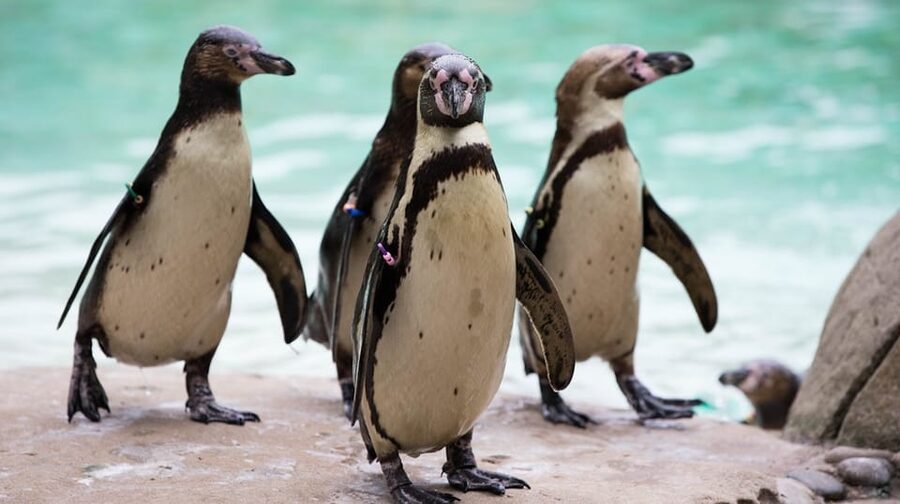 London Zoo: Entry Ticket - Food, seating, and family comfort