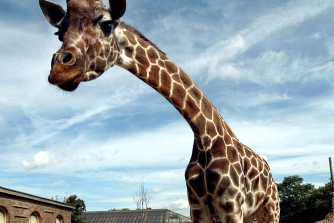 London Zoo Entry Ticket - London Zoo’s big animal encounters