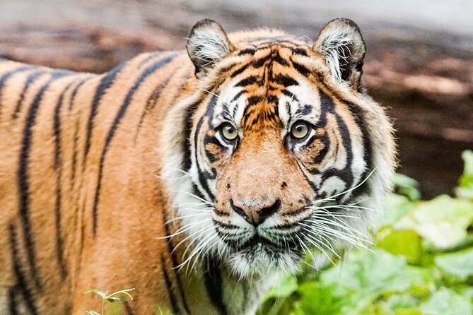 London Zoo Entry Ticket - Timing, crowds, and seasonal planning