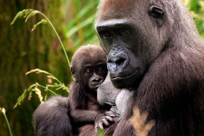 London Zoo Entry Ticket - Food, toilets, seating, and the family factor