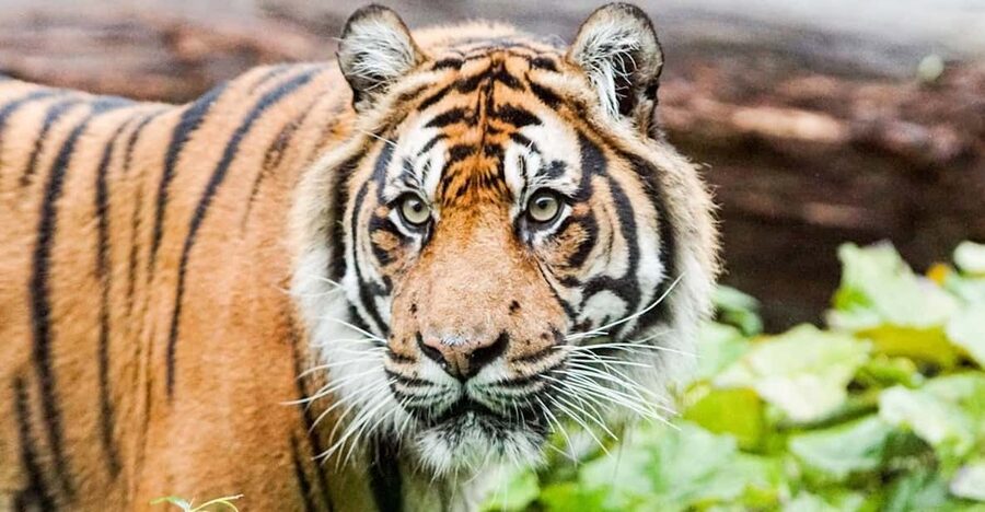 London Zoo: Entry Ticket - Allow four to five hours, or make it a full day