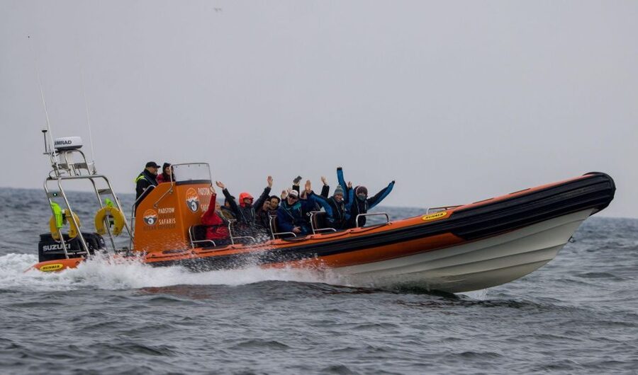 Padstow: Guided RIB Sealife Safari - Key points to know before booking