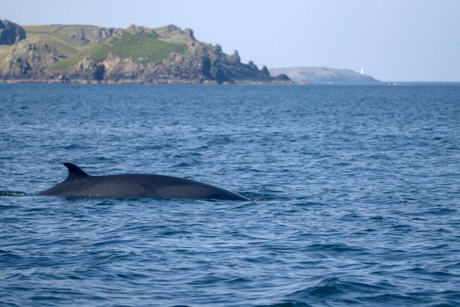 Padstow: Guided RIB Sealife Safari - Leaving Padstow for the Atlantic