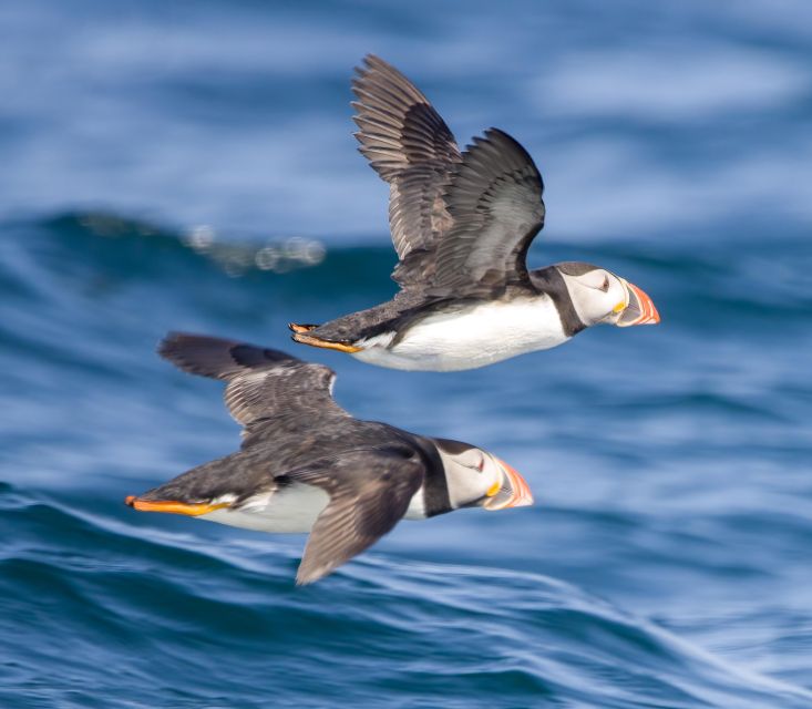 Padstow: Guided RIB Sealife Safari - Dolphins, seals, porpoises, and the chance of a whale