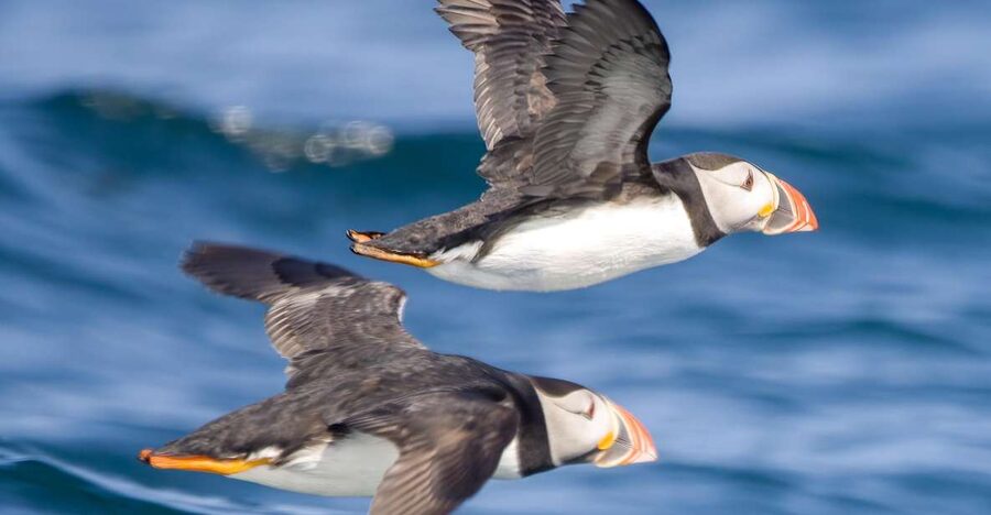Padstow: Guided RIB Sealife Safari - Is the $60 price fair?