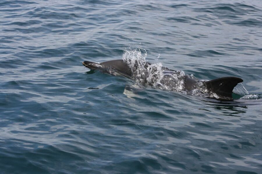 Padstow: Guided RIB Sealife Safari - Booking advice for the best chance of a good trip
