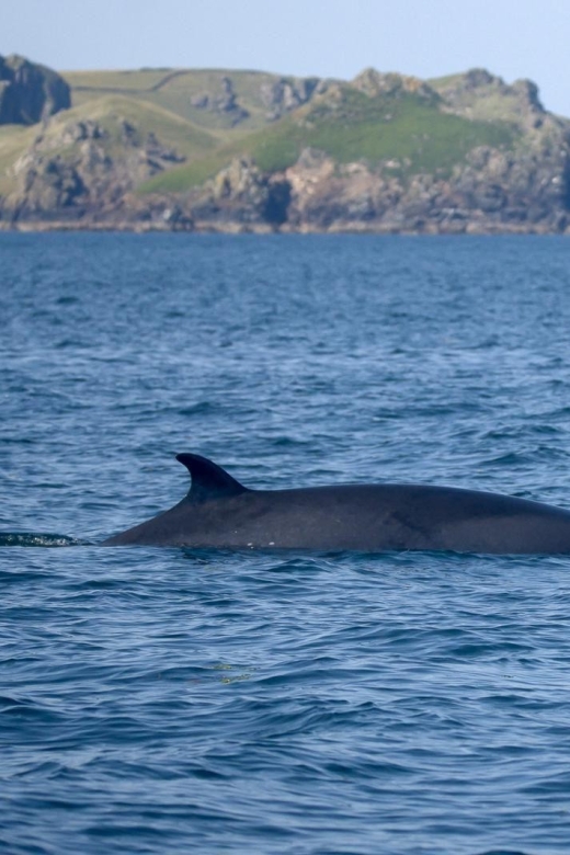 Padstow: Guided RIB Sealife Safari - Twenty-five miles of North Cornwall coastline