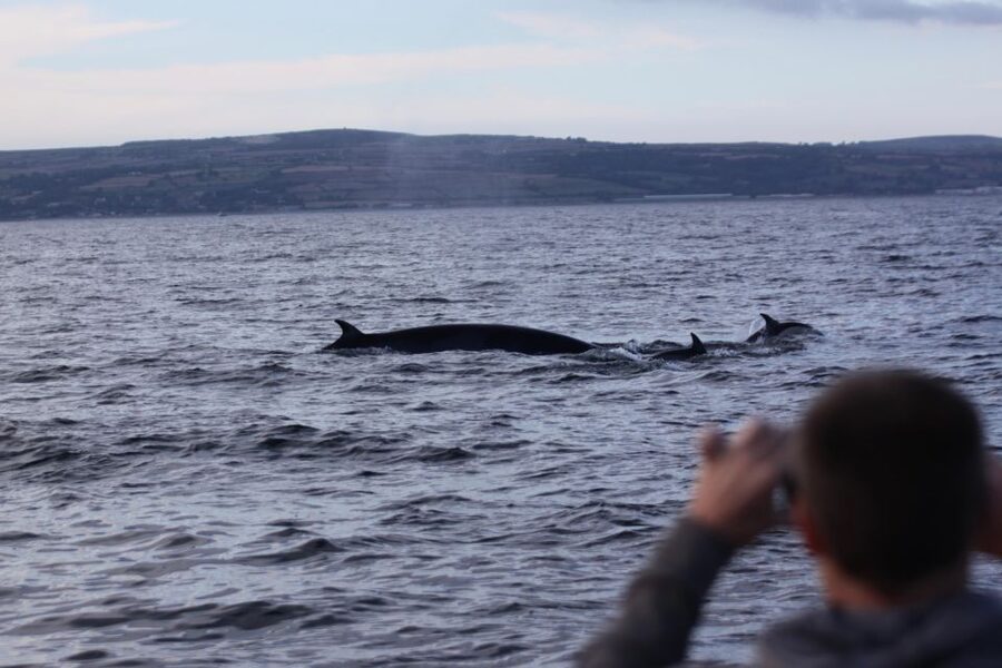 Penzance: Land's End Boat Tour with Wildlife Guides - Key points to know before you go