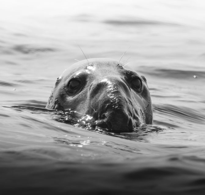 Penzance: Land's End Boat Tour with Wildlife Guides - Why this Penzance boat trip is more than a fast ride