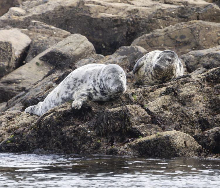 Penzance: Land's End Boat Tour with Wildlife Guides - Porthcurno, the Minack Theatre, and fishing villages from the sea