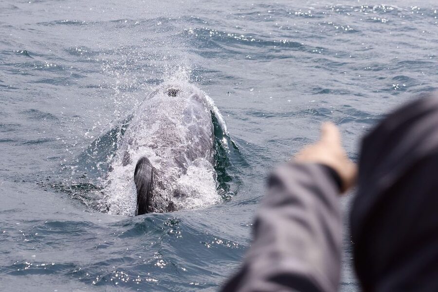 Penzance: Land's End Boat Tour with Wildlife Guides - Who will get the most from this $83 experience?