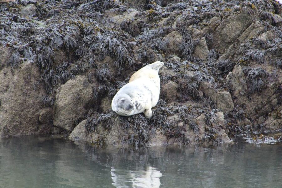Queensferry: Maid of the Forth 1.5-Hour Sightseeing Cruise - The Inchcolm Island choice: cruise past or land ashore