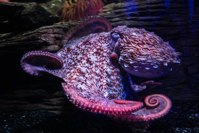 SEA LIFE Birmingham Admission Ticket - The $26.05 ticket and the question of value