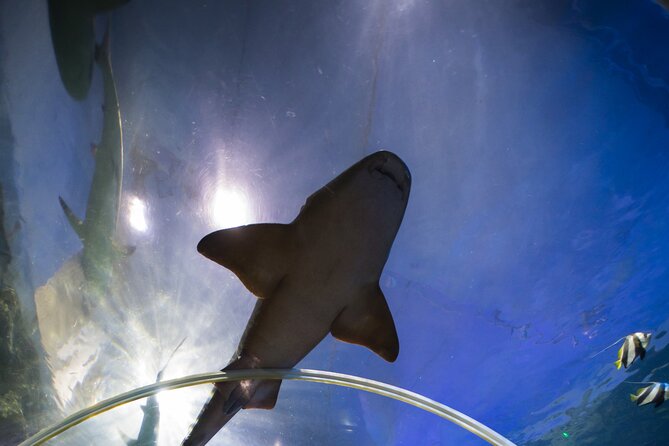SEA LIFE Birmingham Admission Ticket - A compact attraction with some dated presentation