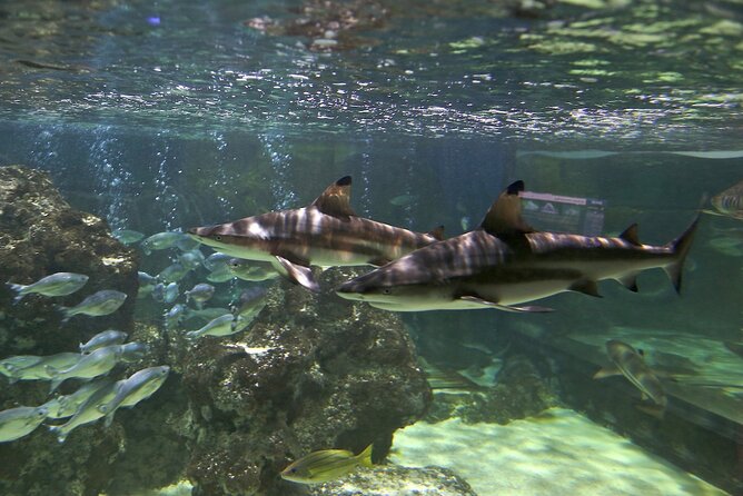 SEA LIFE Blackpool Admission Ticket - A jungle route with frogs, reptiles, and piranhas