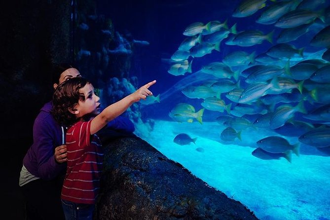 SEA LIFE Blackpool Admission Ticket - Native North West shores meet the Quayside
