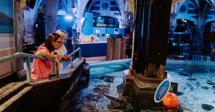 Sea Life Brighton Admission Ticket - Who should book Sea Life Brighton?