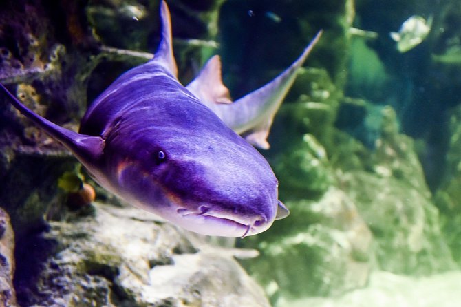 Sea Life Brighton Admission Ticket - Sharks, rays, and the underwater tunnel
