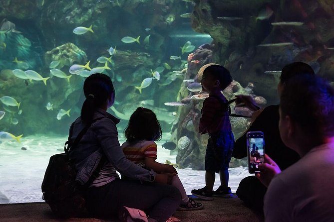 Sea Life Brighton Admission Ticket - The glass-bottom boat and green sea turtles