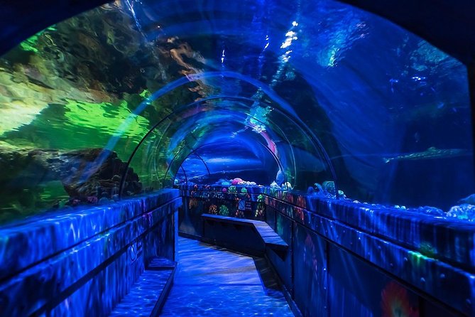 Sea Life Brighton Admission Ticket - When to visit and what to expect from the crowds