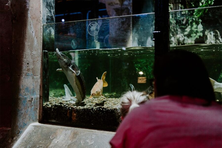 Sea Life Brighton Admission Ticket - Is the $21 ticket good value?