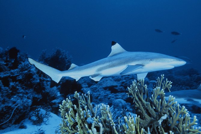 SEA LIFE Great Yarmouth General Admission - Plan on 90 minutes, but protect your value