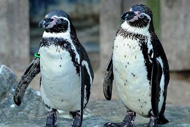 SEA LIFE Great Yarmouth General Admission - Atlantis adds color, turtles, and tropical fish