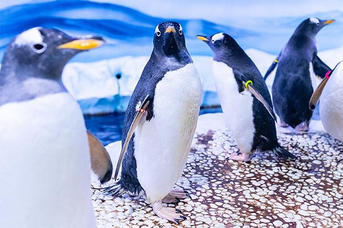 SEA LIFE London Aquarium Admission Ticket - Heat, crowds, and the one-way route