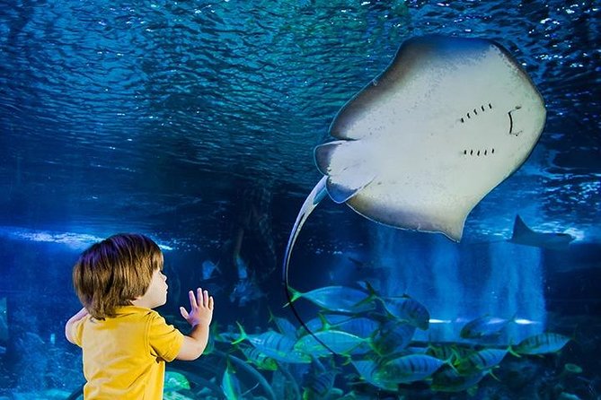 SEA LIFE Manchester Admission Ticket - What makes this visit worth your time