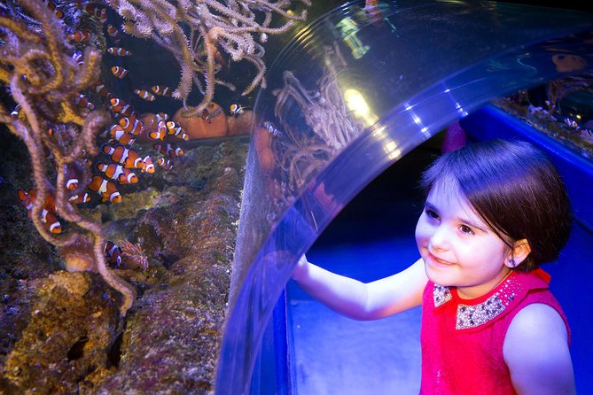 SEA LIFE Manchester Admission Ticket - The tropical ocean tank and underwater action