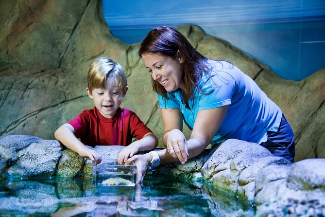 SEA LIFE Manchester Admission Ticket - Stingray Bay and the rescued leopard shark