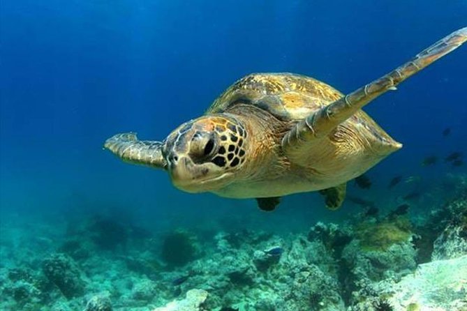 SEA LIFE Manchester Admission Ticket - Moon jellyfish and the appeal of slow movement