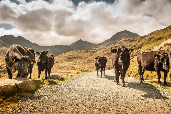 Snowdonia & Chester Day Tour from Manchester Including Admission - What the price includes at $102.37